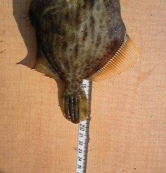 カワハギ大漁！沖一文字北での胴突き釣果