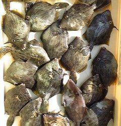 カワハギ大漁！沖一文字北での胴突き釣果