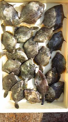 カワハギ大漁！沖一文字北での胴突き釣果