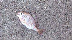 須磨の投げ釣りでカレイ狙い、釣果はチャリコのみ