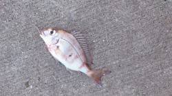 須磨の投げ釣りでカレイ狙い、釣果はチャリコ…