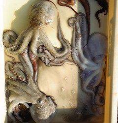 岸和田一文字　タコの釣果が出てます