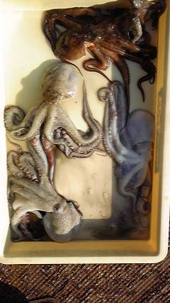 岸和田一文字　タコの釣果が出てます