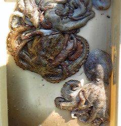 岸和田一文字　タコの釣果が出てます