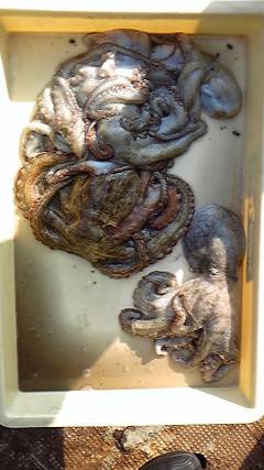 岸和田一文字　タコの釣果が出てます