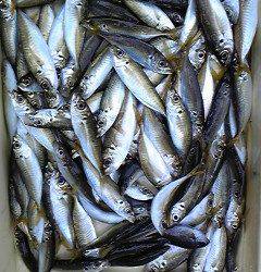 サビキKIDS釣果！アジ大漁ですヨ