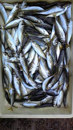 サビキKIDS釣果！アジ大漁ですヨ