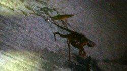 須磨でエギング 晩御飯のおかずにタコGetです