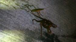 須磨でエギング　晩御飯のおかずにタコGet…