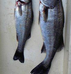 旧一文字白灯、シラサでウキ釣り　ハネ38～51センチ