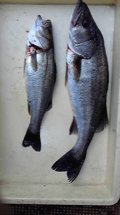 旧一文字白灯、シラサでウキ釣り　ハネ38～…