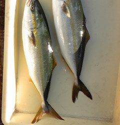 のませでスズキ70cmに青物も☆沖一文字北