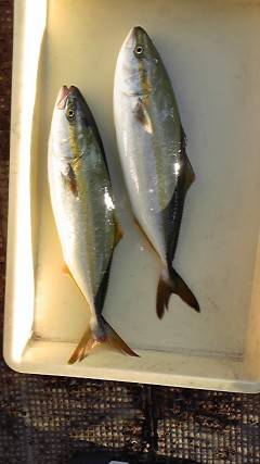 のませでスズキ70cmに青物も☆沖一文字北