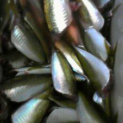 アジ大漁！旧一文字白灯でのサビキ釣り