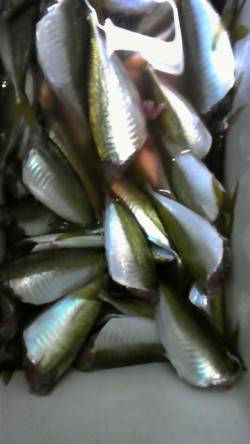 アジ大漁！旧一文字白灯でのサビキ釣り