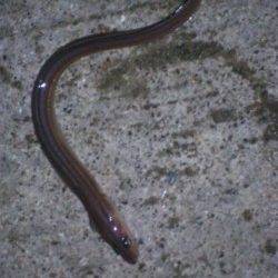 カレイ狙いで投げ釣り　釣果はアナゴでした