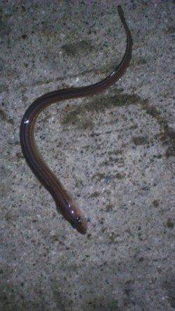 カレイ狙いで投げ釣り　釣果はアナゴでした