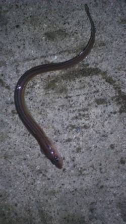 カレイ狙いで投げ釣り　釣果はアナゴでした