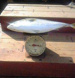 岸和田一文字　呑ませのメジロ狙えます☆