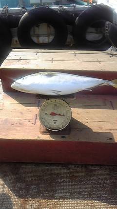 岸和田一文字　呑ませのメジロ狙えます☆