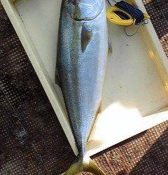 岸和田一文字　呑ませのメジロ狙えます☆