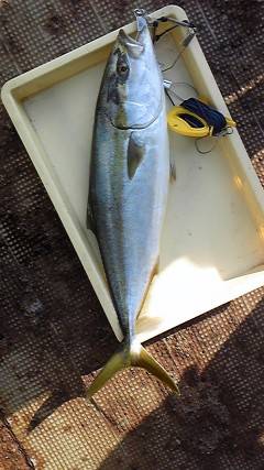 岸和田一文字　呑ませのメジロ狙えます☆