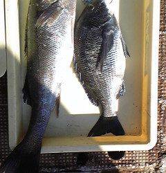 岸和田一文字　フカセでチヌ・のませでスズキの釣果