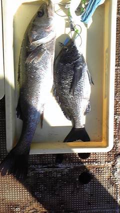 岸和田一文字　フカセでチヌ・のませでスズキの釣果