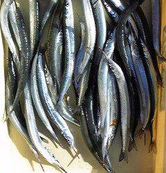 岸和田一文字　サヨリの釣果もアリ