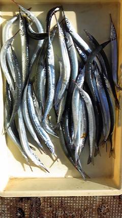 岸和田一文字　サヨリの釣果もアリ