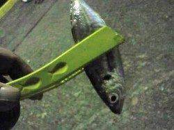 ボトムをフォールで中アジのアタリ多数！