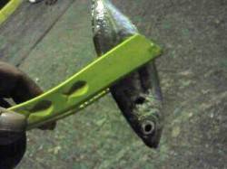 ボトムをフォールで中アジのアタリ多数！