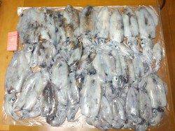 すさみ・串本・白浜でエギング☆29杯=総重量8.2kg