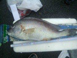 フカセ釣りでコロダイ、午前中だけの釣行でした