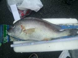 フカセ釣りでコロダイ、午前中だけの釣行でし…