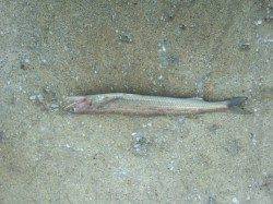 フカセ釣りでコロダイ、午前中だけの釣行でした