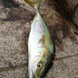 翼港、アジの飲ませ釣りでハマチをキャッチ！