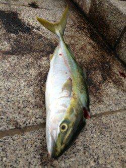 翼港、アジの飲ませ釣りでハマチをキャッチ！