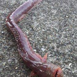 和歌浦漁港で足元ズボ釣り　珍しい魚も釣れました