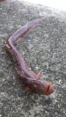 和歌浦漁港で足元ズボ釣り　珍しい魚も釣れました