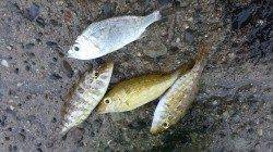 白浜周辺での投げ釣り釣果