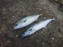 本荘人工島、バイブレーションでサゴシ&am…