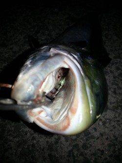 ワインドでの太刀魚狙いでブリがヒット！！