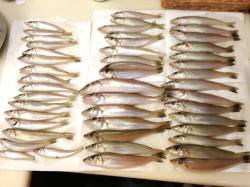 淡路・都志で投げ釣り　2人で合計60匹！