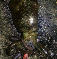 紀伊大島で深夜エギング、3〜4時にHIT！