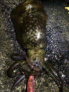 紀伊大島で深夜エギング、3〜4時にHIT！