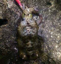 紀伊大島で深夜エギング、3〜4時にHIT！