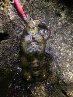 紀伊大島で深夜エギング、3〜4時にHIT！…