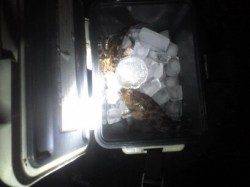 阪神間ワームフィッシング、アジにサバにガシラ