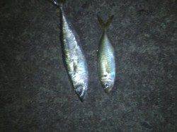 阪神間ワームフィッシング、アジにサバにガシラ